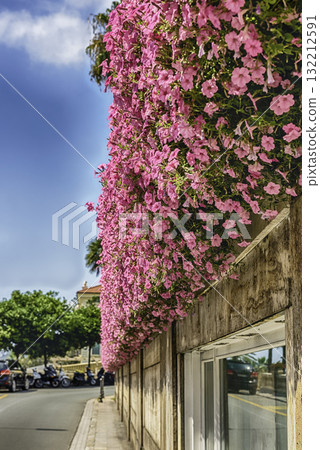 The famous flowers of Sanremo, Italy 132212591