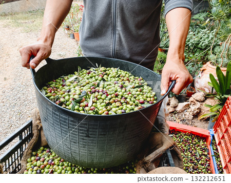 farmer lifting an olive basket in Spain farmer lifting an olive basket in Spain 132212651