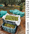 olive grove crates filled with arbequina olives 132212652