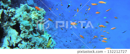 Underwater seascape on the coral reef in Red Sea, Egypt 132212727