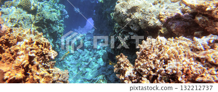 Underwater seascape on the coral reef in Red Sea, Egypt Underwater seascape on the coral reef in Red Sea, Egypt 132212737