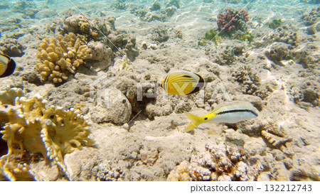 Underwater seascape on the coral reef in Red Sea, Egypt 132212743