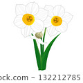 冬季盛開的白色水仙花和花蕾 132212785
