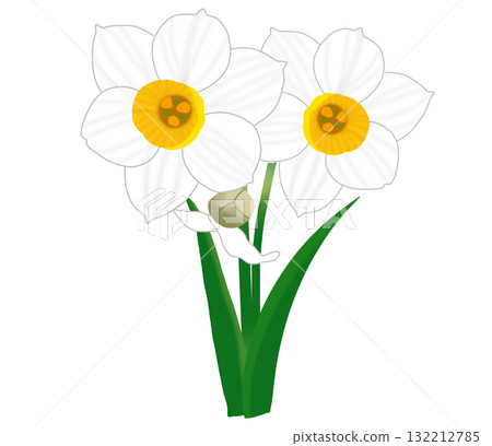 冬季盛開的白色水仙花和花蕾 132212785