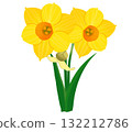 黃色的水仙花和花蕾在冬天綻放美麗 132212786