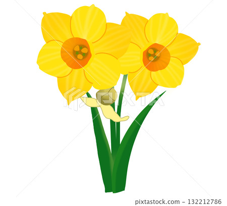 Yellow daffodils and buds blooming beautifully in winter Yellow daffodils and buds blooming beautifully in winter 132212786