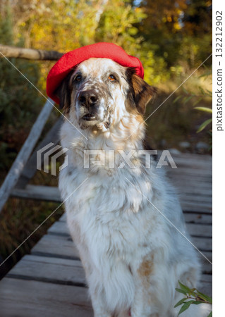 Big dog in bright red beret in autumn park Big dog in bright red beret in autumn park 132212902