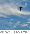 Birds flying in the sky 132212942