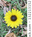 Yellow sunflowers surrounded by fallen leaves 132213152