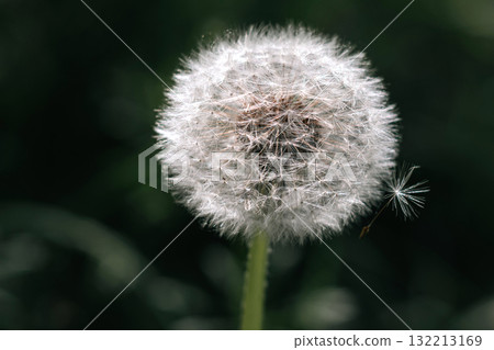 Dandelion with Flying Seed, the beauty of nature. 132213169