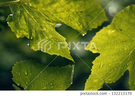 Green Grape Leaves with Dew Drops 132213170