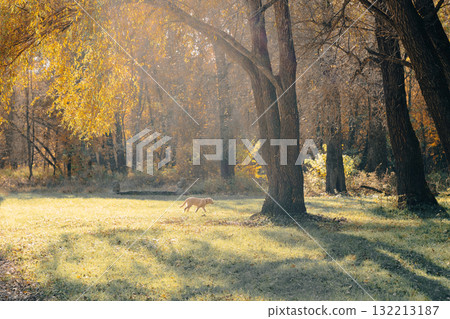 Golden autumn meadow welcomes strolling dog amid warm-hued trees and foliage. 132213187
