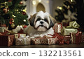 Cute Shih Tzu Puppy Posing for Christmas Cute Shih Tzu Puppy Posing for Christmas 132213561