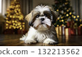 Cute Shih Tzu Puppy Posing for Christmas Cute Shih Tzu Puppy Posing for Christmas 132213562