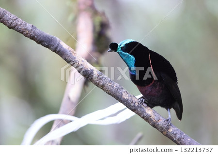 Ogilo Oniga Swan 132213737