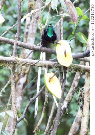 Ogilo Oniga Swan 132213750