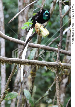 Ogilo Oniga Swan Ogilo Oniga Swan 132213752