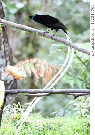 Ogilo Oniga Swan Ogilo Oniga Swan 132213763