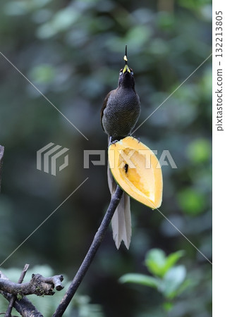 台灣熊貓頭鷹 台灣熊貓頭鷹 132213805
