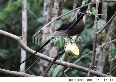 Taiwanese bear owl 132213813