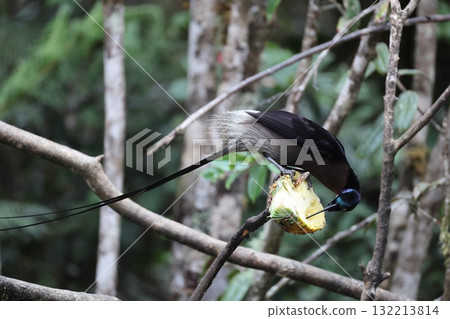 Taiwanese bear owl Taiwanese bear owl 132213814