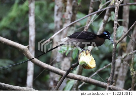 Taiwanese bear owl 132213815