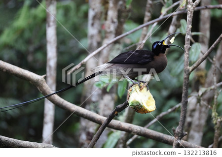 Taiwanese bear owl 132213816