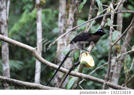 Taiwanese bear owl 132213819