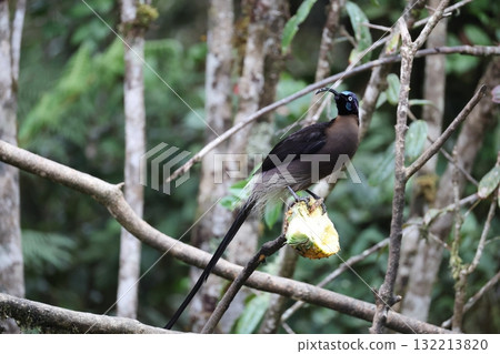 Taiwanese bear owl 132213820