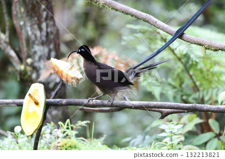 Taiwanese bear owl 132213821