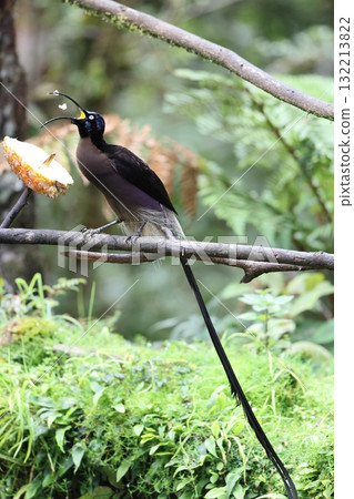 Taiwanese bear owl 132213822