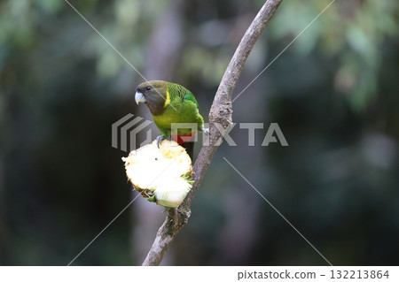 Yellow-bellied winecock Yellow-bellied winecock 132213864