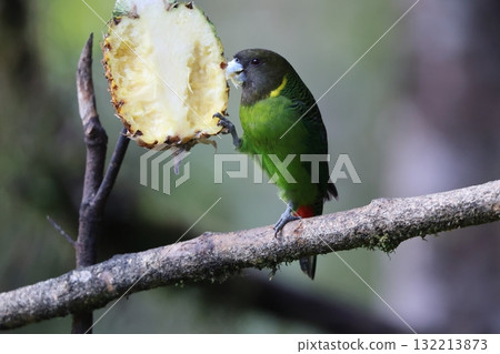 Yellow-bellied winecock 132213873