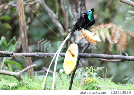 Ogilo Oniga Swan 132213929