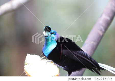 Ogilo Oniga Swan 132213947