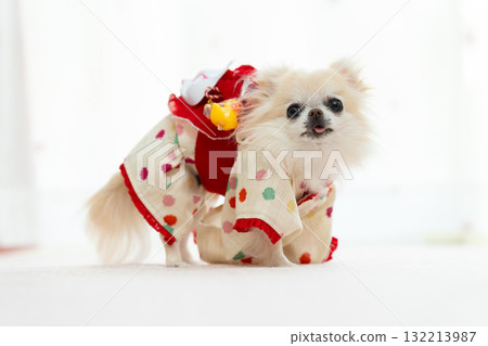 Chihuahua in Japanese style Chihuahua in Japanese style 132213987