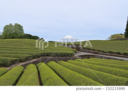 Mount Fuji and Tea Fields, Obuchi Sasaba 132213990