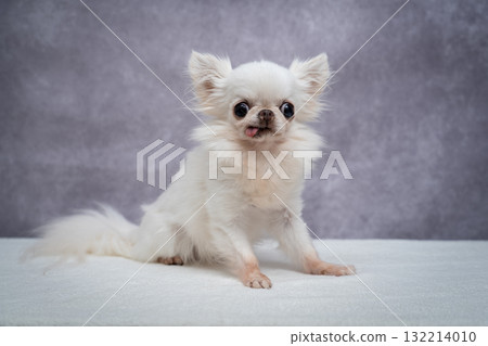 奇瓦瓦 奇瓦瓦 132214010