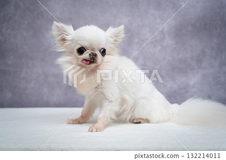 Chihuahua  132214011