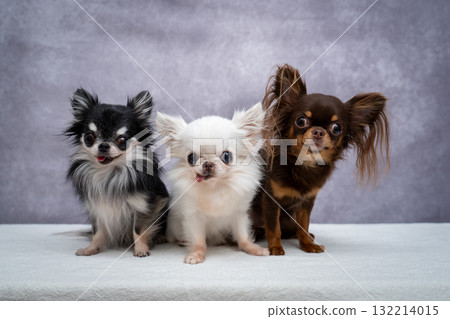 三隻吉娃娃 132214015