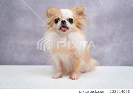 Chihuahua Chihuahua 132214028