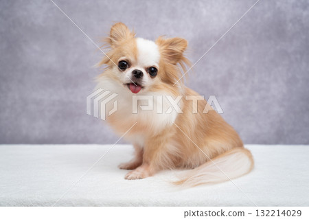 奇瓦瓦 奇瓦瓦 132214029