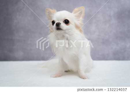 Chihuahua Chihuahua 132214037