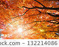 紅色的楓葉和透過樹葉的陽光 紅色的楓葉和透過樹葉的陽光 132214086