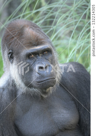 大猩猩希望你能拍出一些精彩的照片。 132214305