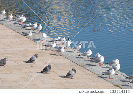 Black-headed gulls and pigeons sunbathing on the riverbank 132214313