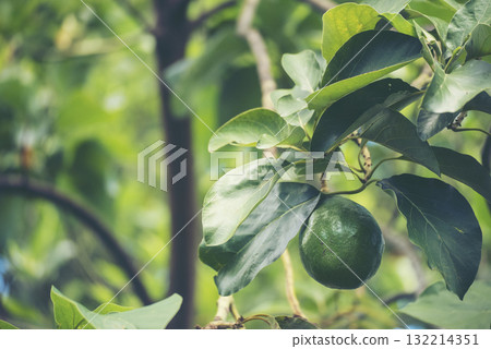 Avocado tree green plant healthy fruit farm. Smart farmer growing plant in eco green farm sustainable quality control. Avocado fruit Farm planting in eco Farmland biotechnology. Fruit organic farm 132214351