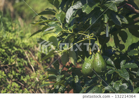 Avocado tree green plant healthy fruit farm. Smart farmer growing plant in eco green farm sustainable quality control. Avocado fruit Farm planting in eco Farmland biotechnology. Fruit organic farm Avocado tree green plant healthy fruit farm. Smart farmer growing plant in eco green farm sustainable quality control. Avocado fruit Farm planting in eco Farmland biotechnology. Fruit organic farm 132214364