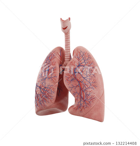 CGI lungs 132214408
