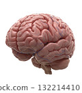 CG Brain 132214410